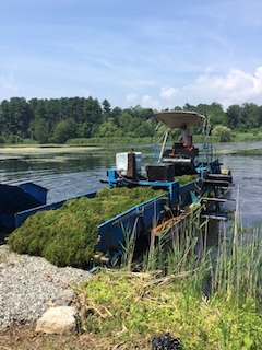 Raking and harvesting milfoil.