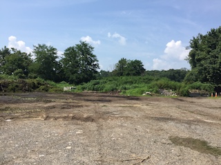 Mounds of milfoil grass at Tarrytown Dump (Before)