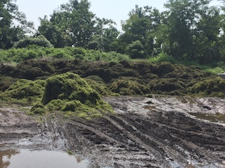 Mounds of milfoil grass at Tarrytown Dump (After)