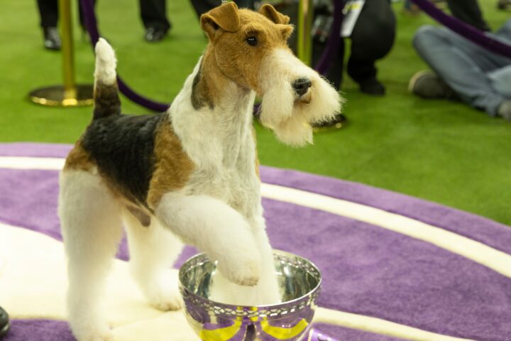 2021 Westminster Dog Show At Lyndhurst Will Not Be Open To Spectators River Journal Online News For Tarrytown Sleepy Hollow Irvington Ossining Briarcliff Manor Croton On Hudson Cortlandt And Peekskill
