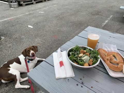 Dog Cafe Dog Friendly Food Near Me Dog Friendly Outside Dining