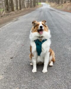 Congratulations to the October 2021 River Journal Pet of the Month - River Journal Staff