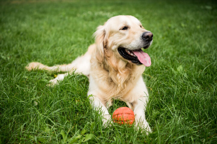 Free Rabies Vaccines for Westchester County Pets